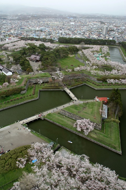 函館 五稜郭 五稜郭タワー展望台 桜満開