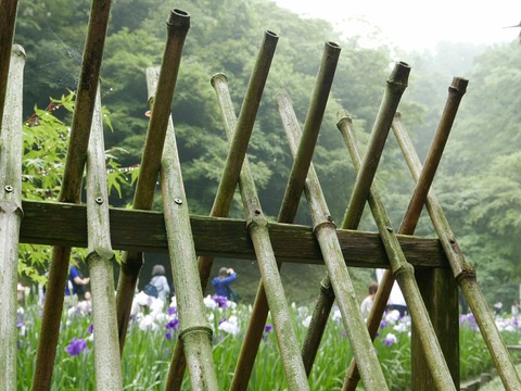 花菖蒲 本堂後庭園 鎌倉 明月院