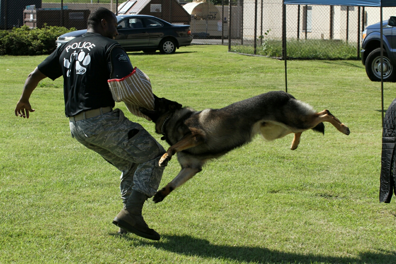 ｋ９ 軍用警察犬デモンストレーション ９月１９日 横田基地日米友好祭２０１５ ぱんこの撮影日記 本館