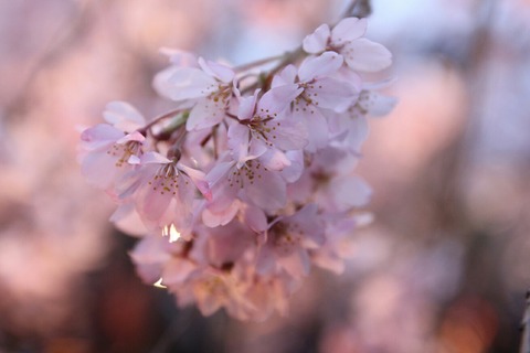 しだれ桜 六義園