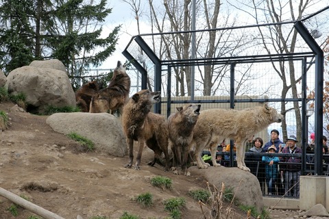 旭川市 旭山動物園 オオカミの森 オオカミ 遠吠え