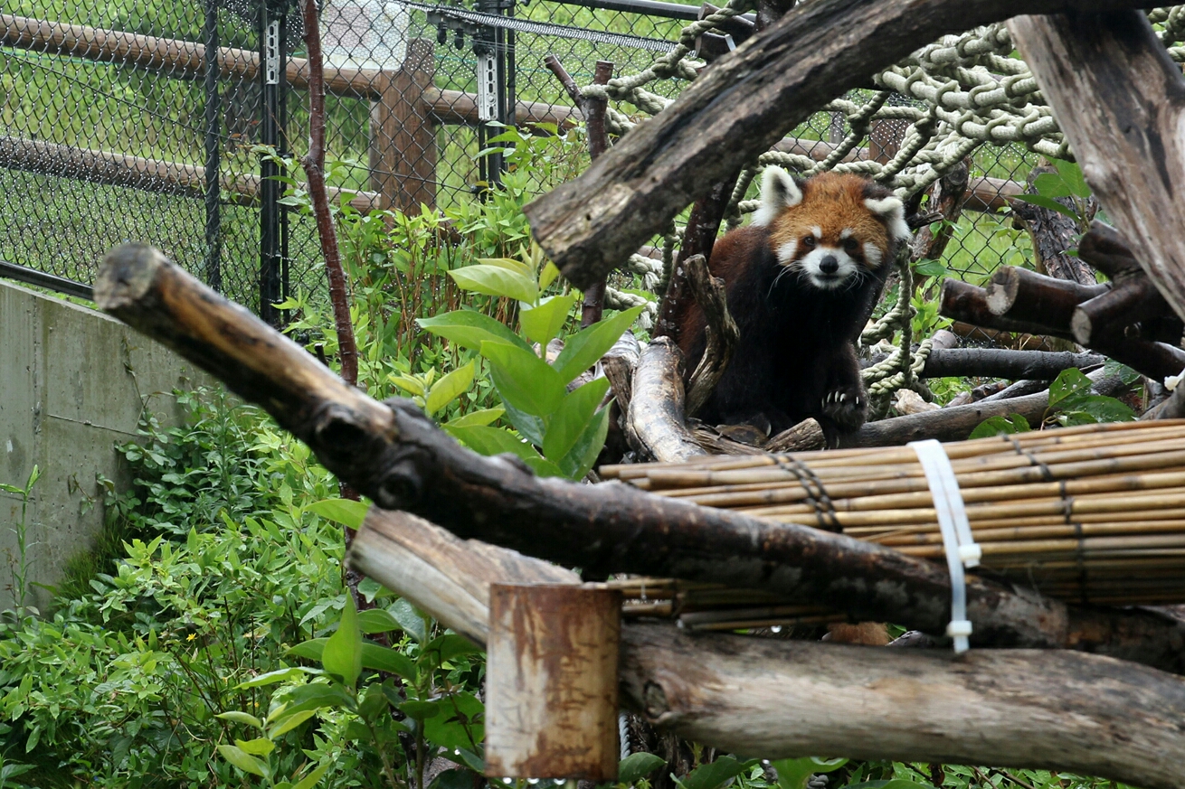 レッサーパンダとベンガルトラ 日立市 かみね動物園に行って来ましたッ ８月１５日 茨城県北紀行 ぱんこの撮影日記 本館