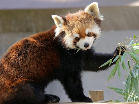 シセンレッサーパンダ 市川市動植物園