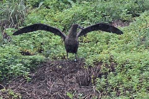 ケータ島エコツアー クロアシアホウドリ