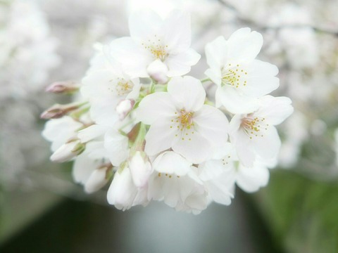 桜 目黒川