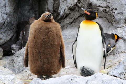 オウサマペンギン 幼鳥 ロワ 葛西臨海水族園