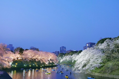 夕景 桜 千鳥ヶ淵