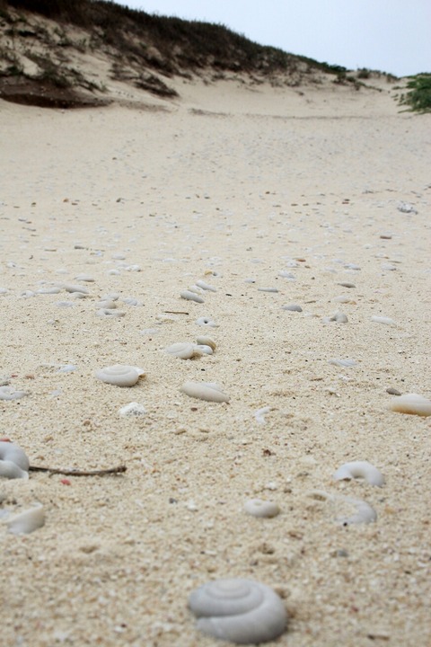 父島列島 南島 扇池 ヒロベソカタマイマイ