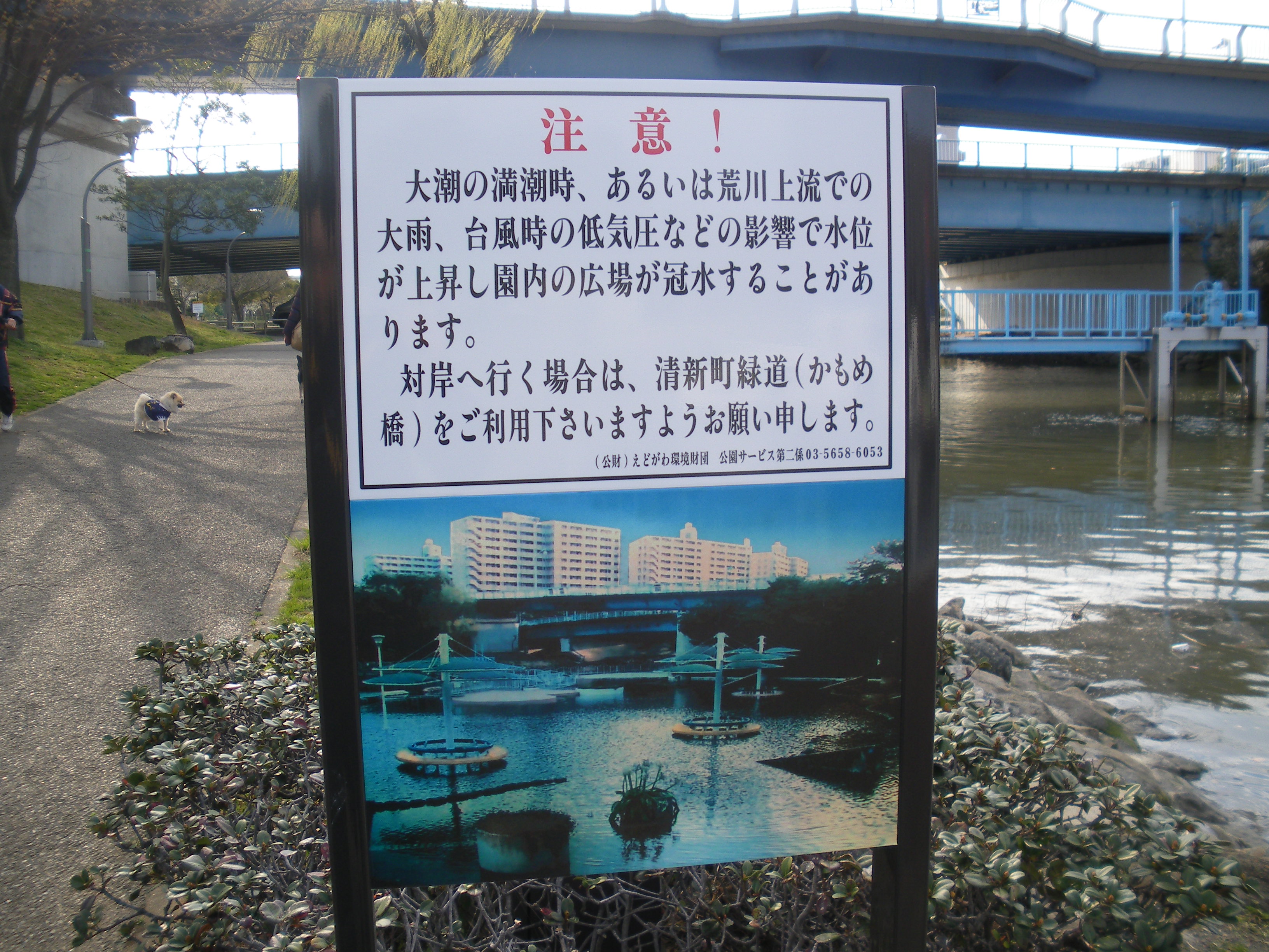 花見 新左近川親水公園 Sakura Viewing Seishincho せいしんパンダ Panda In Seishin Cho
