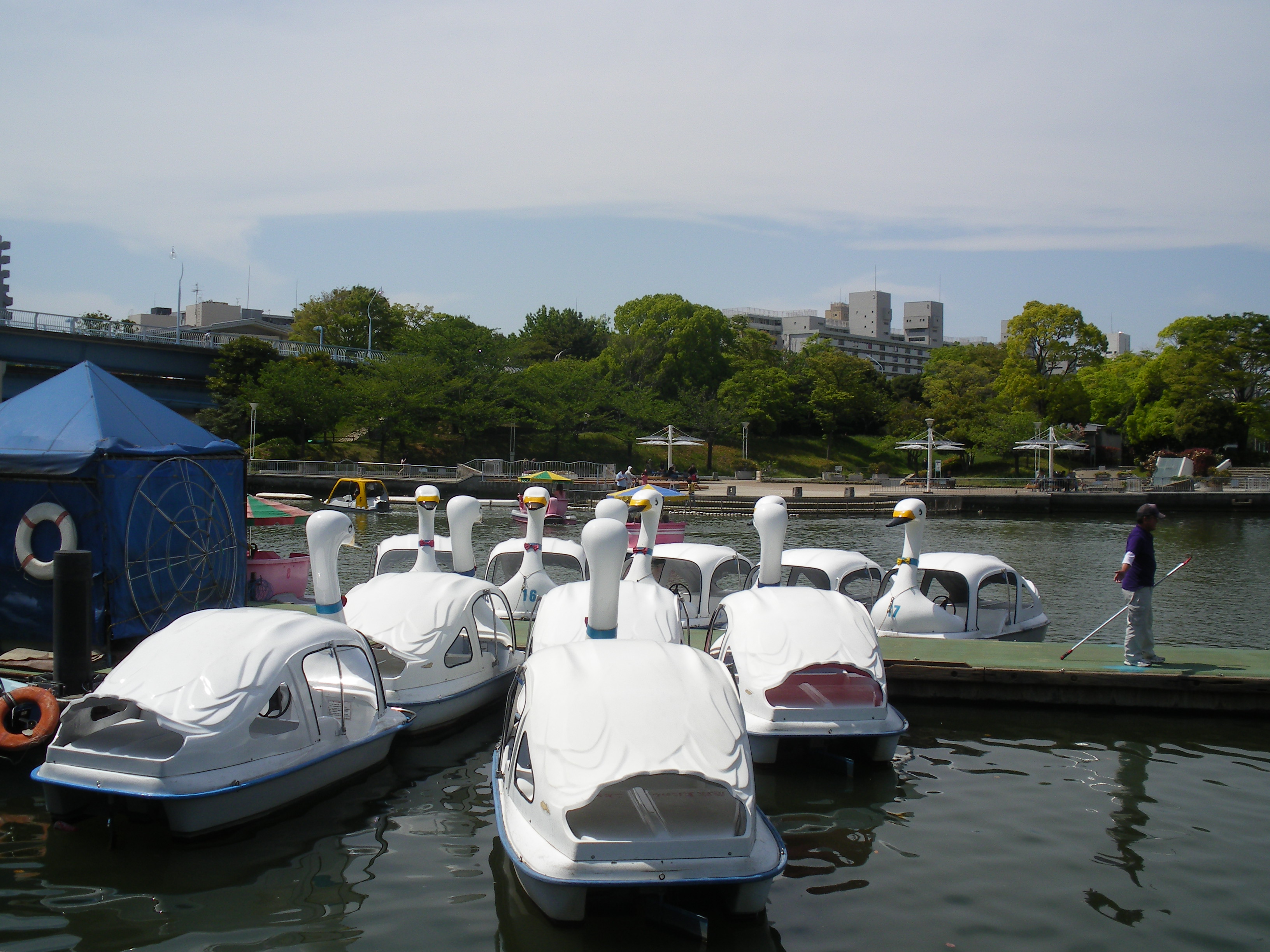 新左近川親水公園 De 白鳥ボート Boating Shin Sakongawa Shinsui Park せいしんパンダ Panda In Seishin Cho
