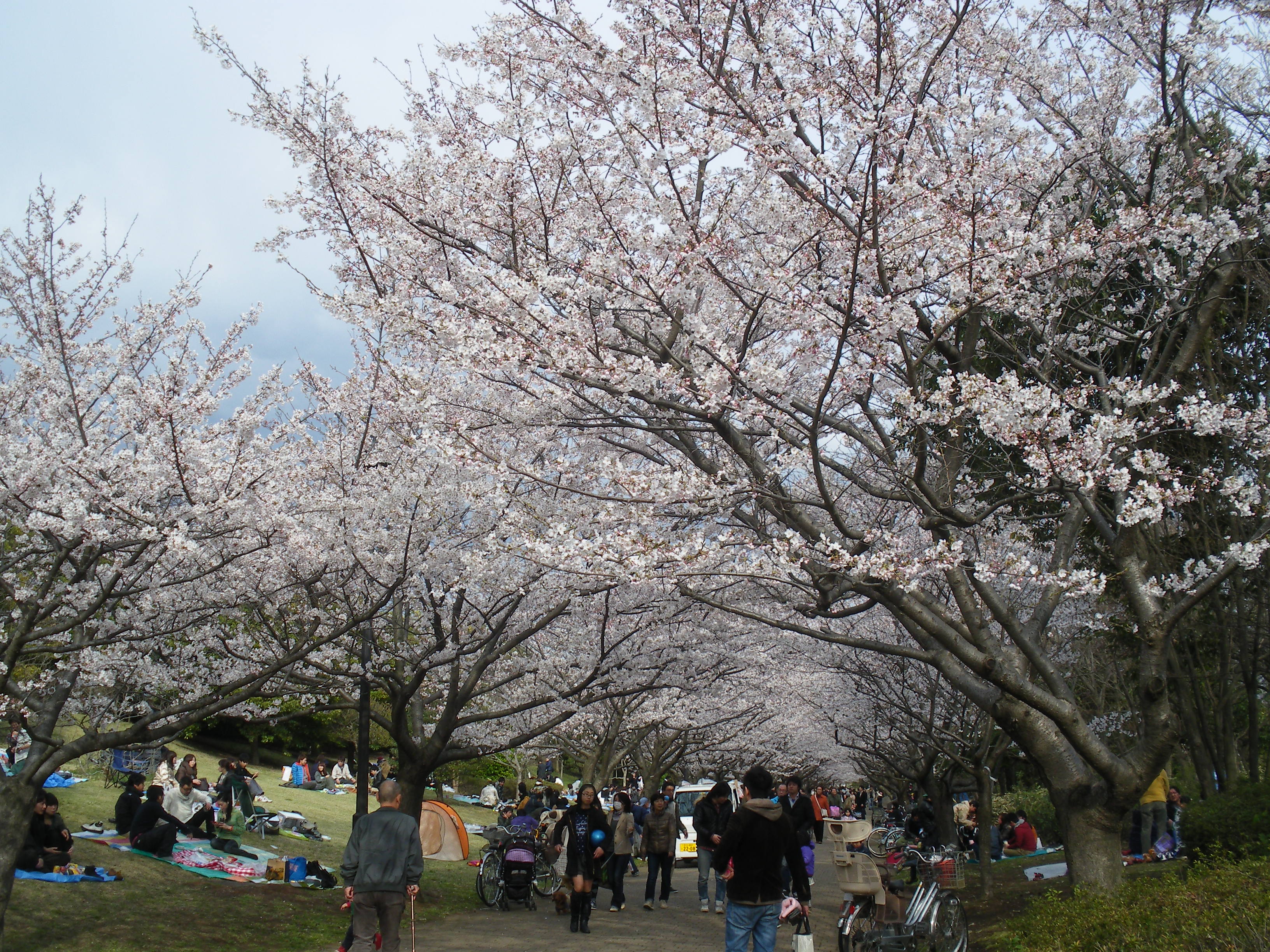 花見 葛西臨海公園 Sakura Viewing Kasai Rinkai Park せいしんパンダ Panda In Seishin Cho