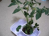 トマト凛々子 挿し木から 水耕栽培1 準備と失敗 ベランダで野菜づくり トマト凛々子 挿し木から 水耕栽培1 準備と失敗 ベランダで野菜づくり