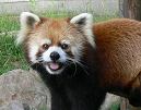 pandagasan
