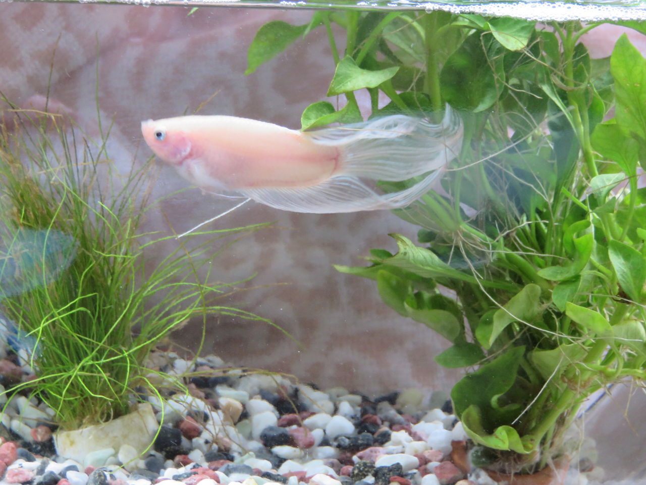 羊毛の苑 生き物羊毛フェルト 15年08月06日 羊毛の苑 生き物羊毛フェルト 15年08月06日
