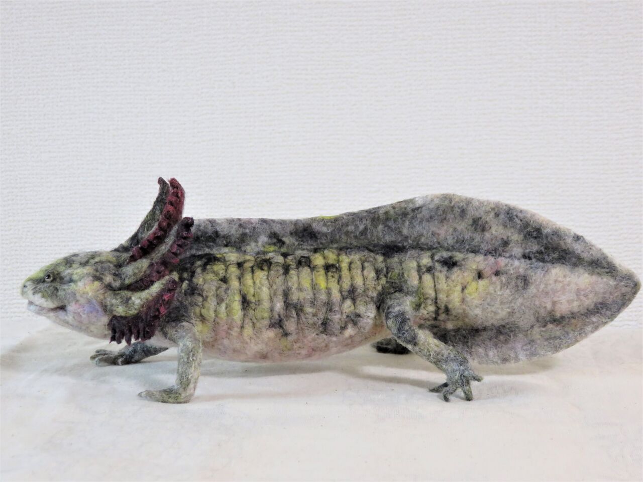 ウーパールーパー ミューテーション 10cm前後