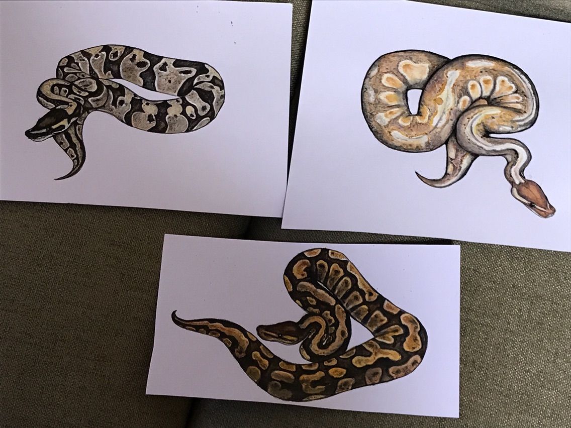 ボールパイソン描いてみました3 : 羊毛の苑～生き物羊毛フェルト～