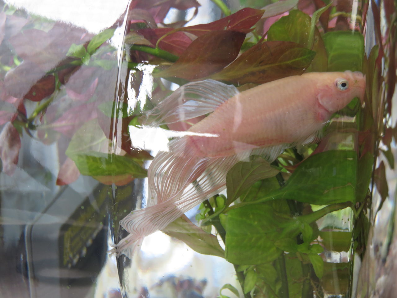ベタの最近 羊毛の苑 生き物羊毛フェルト