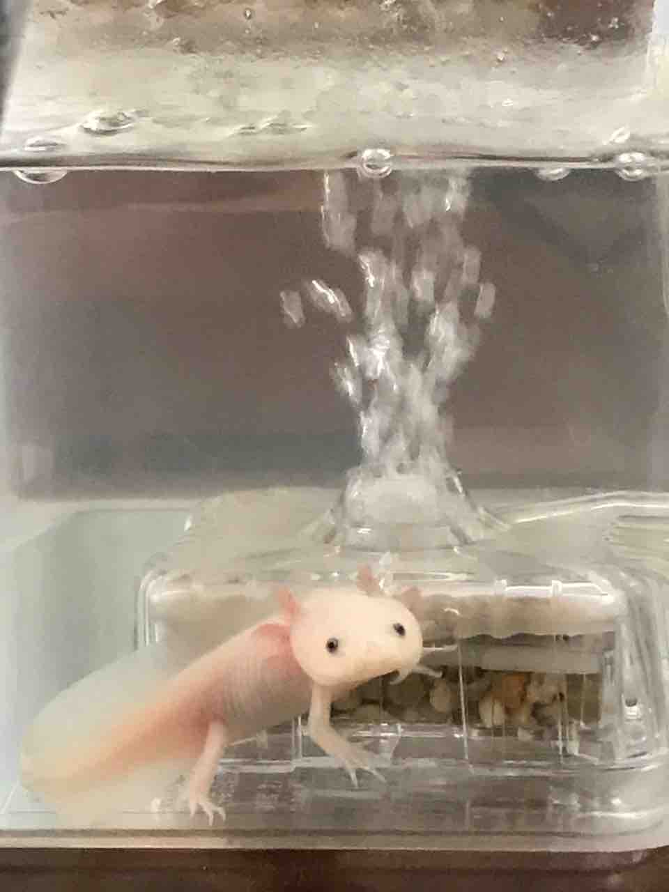 アミメキリン 羊毛の苑 生き物羊毛フェルト アミメキリン 羊毛の苑 生き物羊毛フェルト