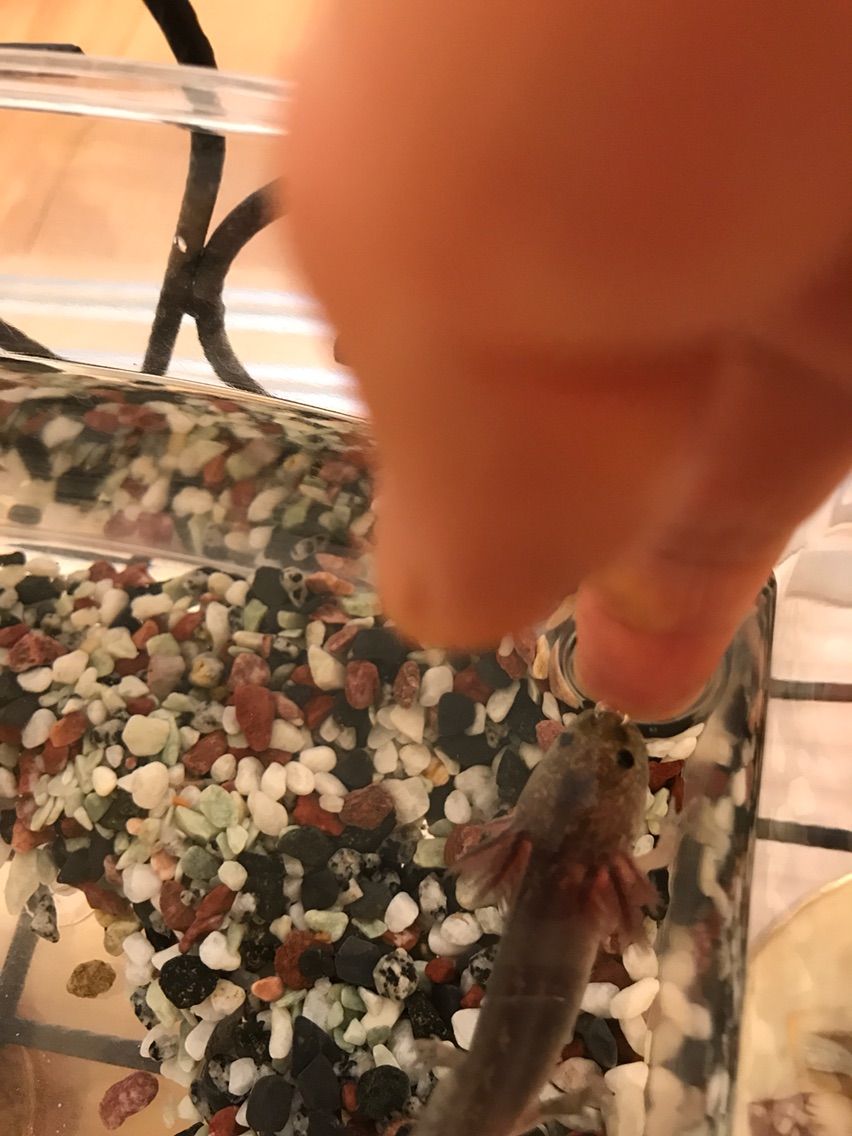 ウーパールーパーのブローチ 羊毛の苑 生き物羊毛フェルト ウーパールーパーのブローチ 羊毛の苑 生き物羊毛フェルト
