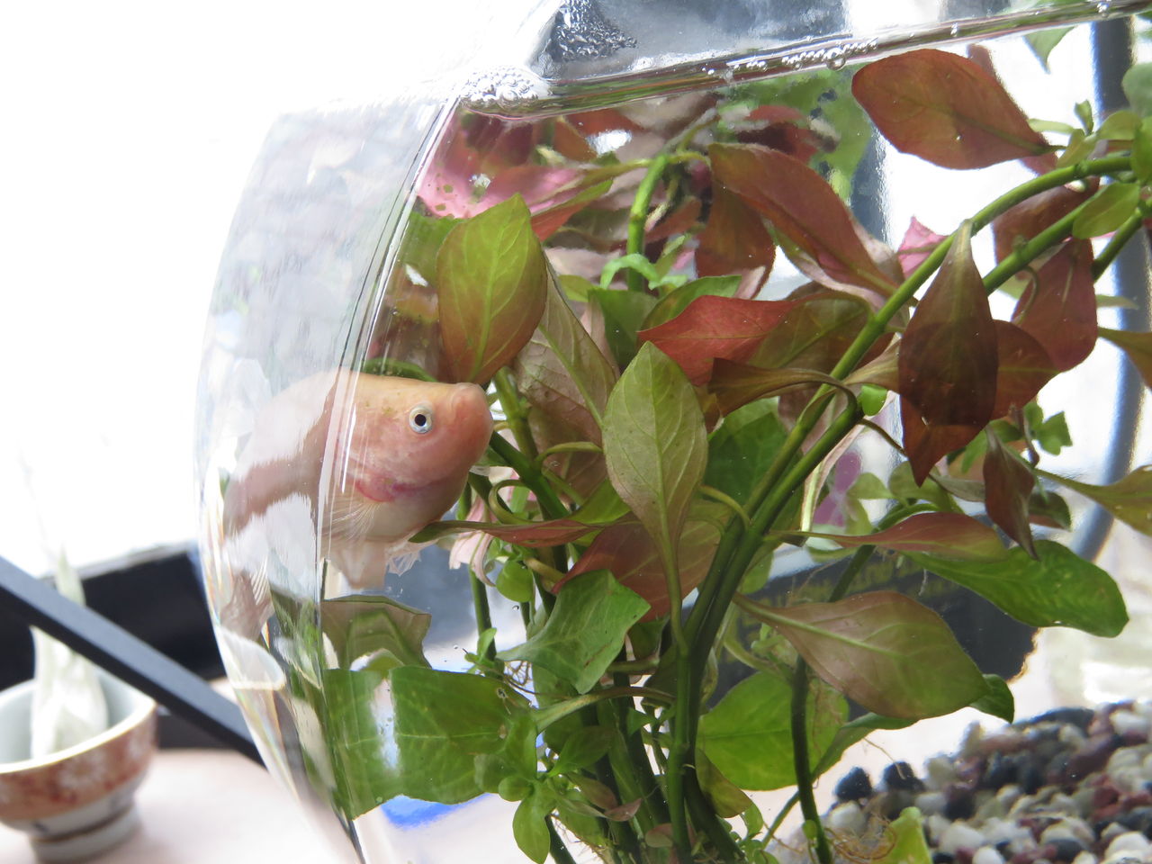 ベタの最近 羊毛の苑 生き物羊毛フェルト