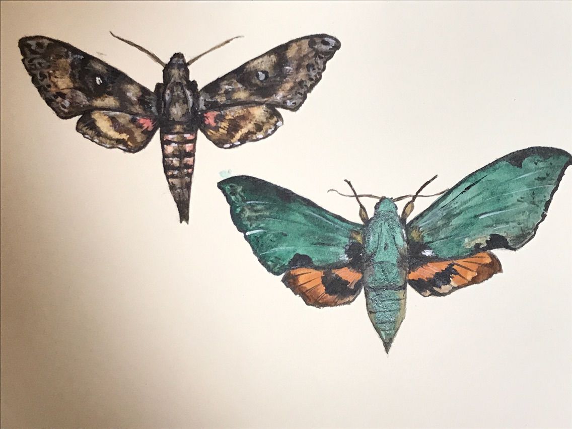 蛾描いてみました 羊毛の苑 生き物羊毛フェルト 蛾描いてみました 羊毛の苑 生き物羊毛フェルト