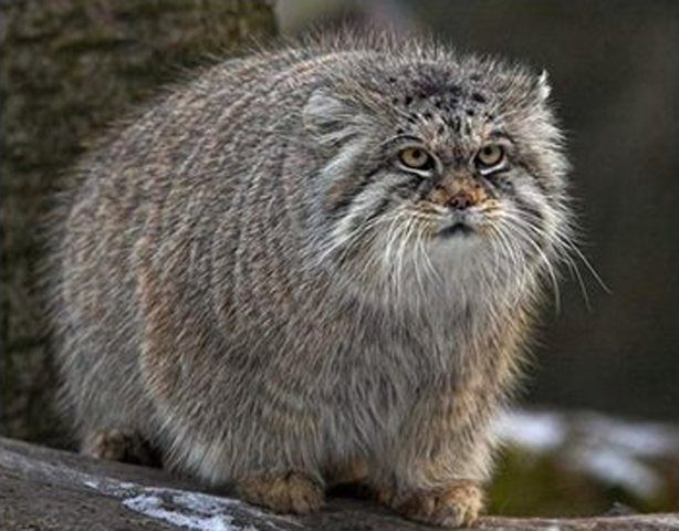 かわいくないと評判の マヌル猫の画像をご覧ください パンダの気になる速報 かわいくないと評判の マヌル猫の画像をご覧ください パンダの気になる速報