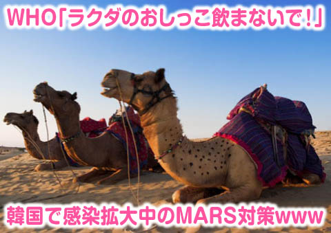 らくだのおしっこ飲まないで
