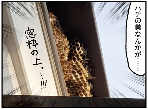ハチの巣3