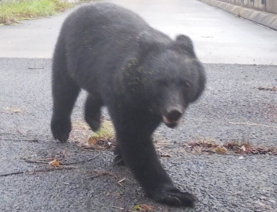 スーパーに立てこもった熊