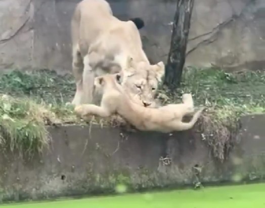 ライオンの親子