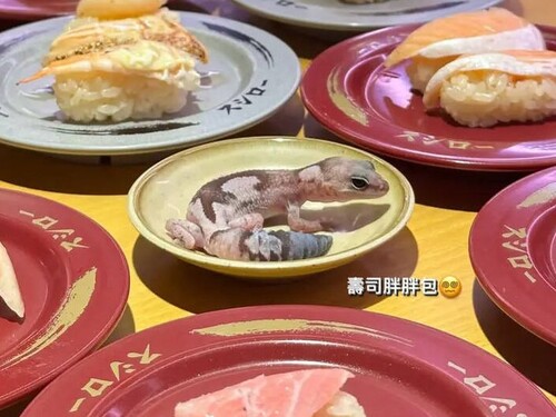 台湾の女子大生がスシローの皿にヤモリを乗っけてる