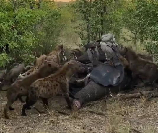 アフリカ象の死体に群がるハイエナ