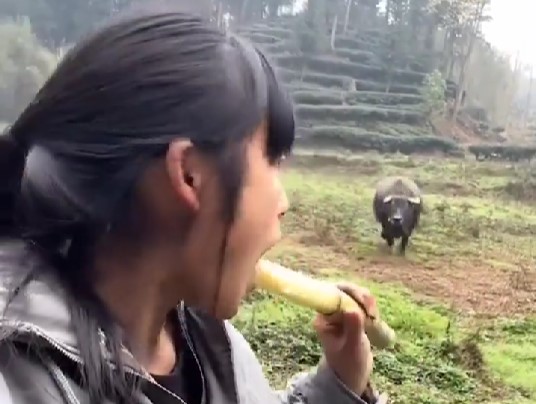 中国人の少女と水牛
