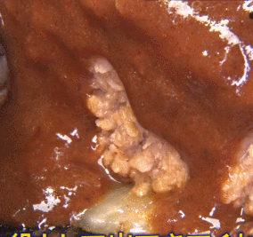 河出奈都美アナの乳揺れ動画