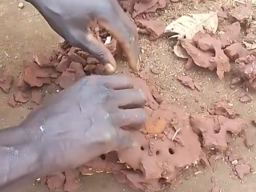 シロアリの巣