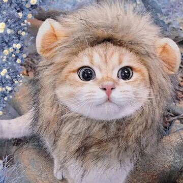 猫用のカツラを被った猫