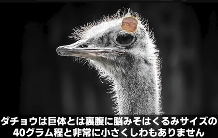 ダチョウの脳