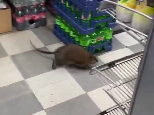 ニューヨークのねずみ