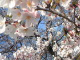 sakura
