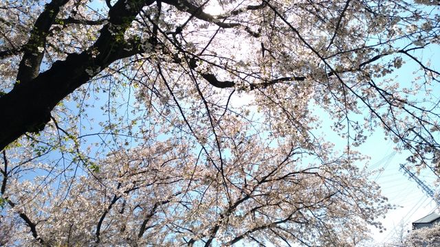 P_20190409_133930_vHDR_Auto