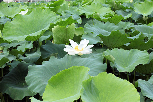 レンコンの花 スイーツ ナチュラリストpanipopoの美 食ラボ レンコンの花 スイーツ ナチュラリストpanipopoの美 食ラボ