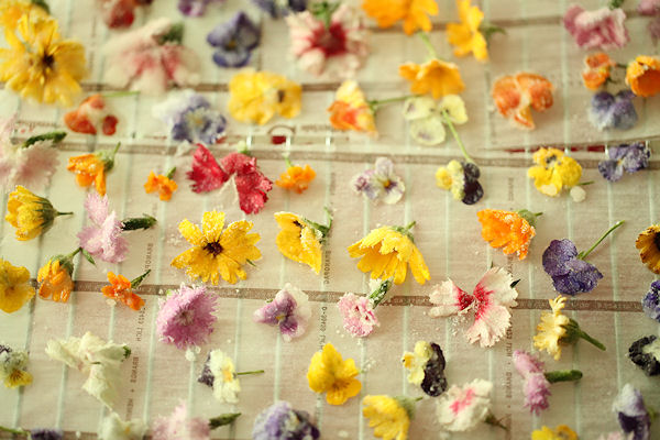春の花で保存用砂糖漬けを作って スイーツ ナチュラリストpanipopoの美 食ラボ 春の花で保存用砂糖漬けを作って スイーツ ナチュラリストpanipopoの美 食ラボ