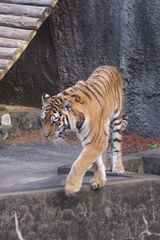 豊橋動植物園_孤高の虎さん