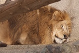 豊橋動植物園_おとーさん