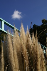 豊橋動植物園_ホウキ?