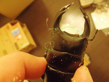 国産オオクワとグランディスの比較 かぶとなーなとくわがたけーぼう