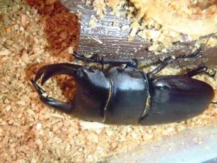 茨城県美浦村産オオクワをブリードしよう。 : かぶとなーなとくわがた