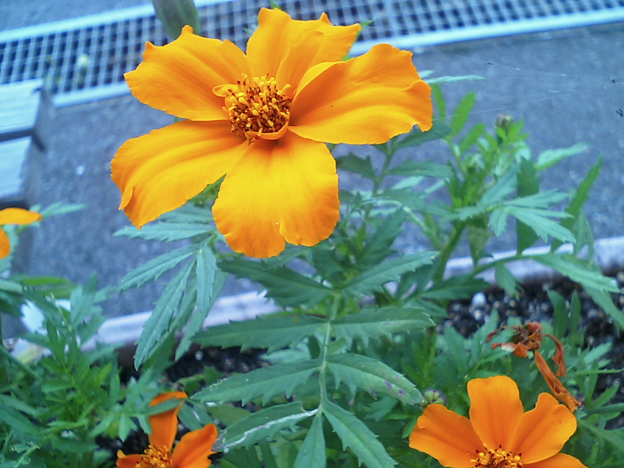 ふ ら ふ ら Kidopandaのすばらしき日々雑感