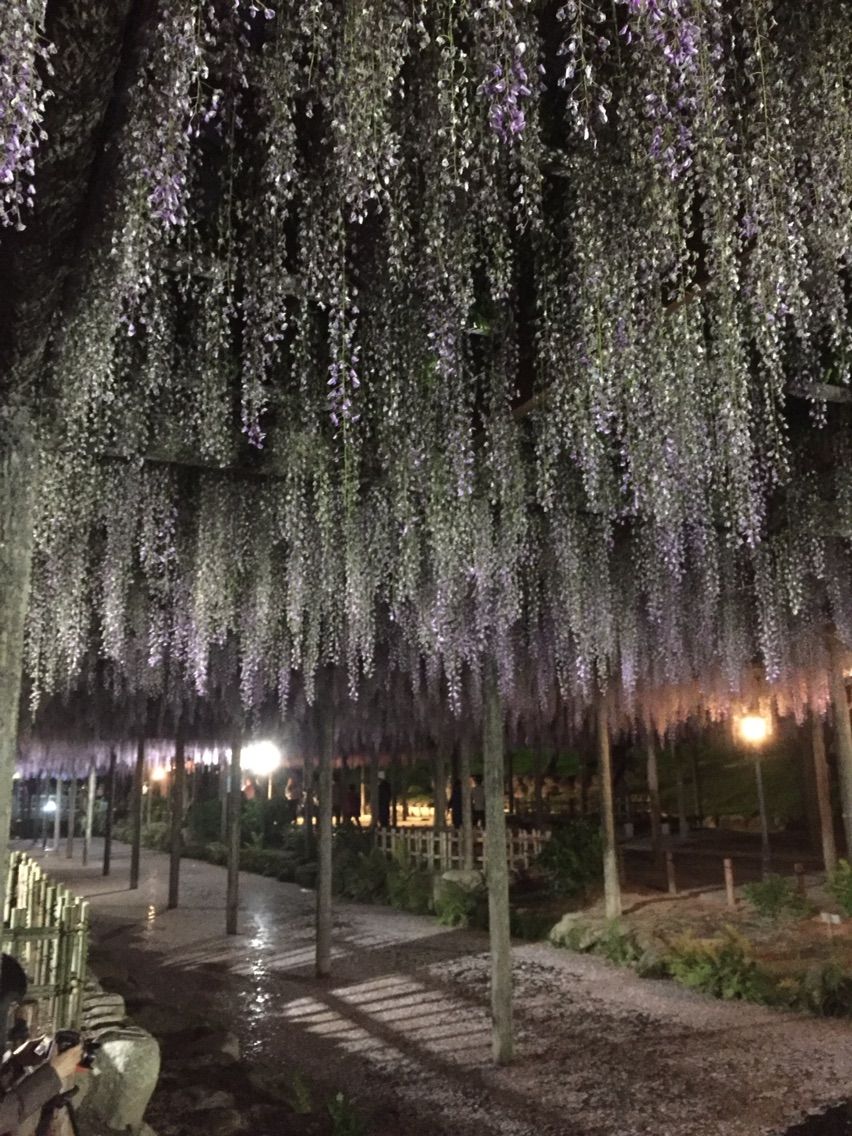 尾張津島 天王川公園 藤 ライトアップ 津島神社 Training Days 修行日記 尾張津島 天王川公園 藤 ライトアップ 津島神社 Training Days 修行日記