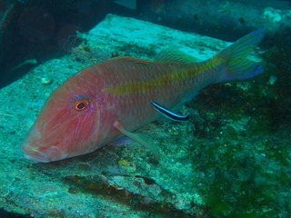 P4230056